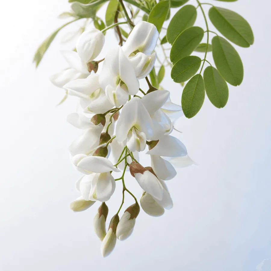 Robinier faux-acacia — Robinia pseudoacacia, extrait de fleurs, 3 g pour 100 g Arthrovia
