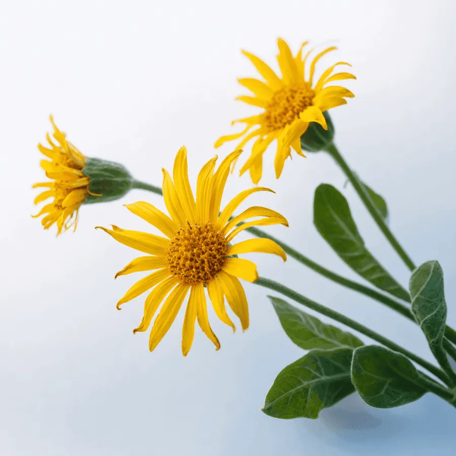 Arnica montana — Arnica montana, estratto di fiori, 12 g per 100 g Arthrovia